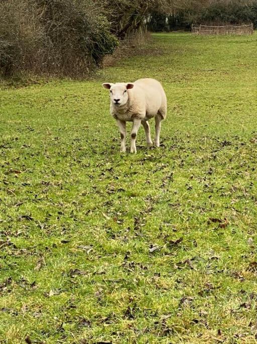 Eco-Friendly Dorset Cottage With Spa Set In Heart Of Countryside Sydling St Nicholas 外观 照片